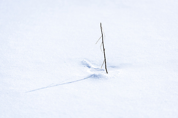 포토 JPG 주간 계절 겨울 산 사람없음 야외 설원 추위 흰색 나뭇가지 눈 차가움 시원함 강원도 겨울산 꽂음 대관령 눈내림 겨울풍경 국내포토 자연요소 나무 컬러 날씨 한국 눈_날씨 풍경 파일형식
