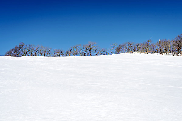 포토 JPG 주간 계절 겨울 산 사람없음 야외 설원 추위 흰색 눈 차가움 시원함 언덕 강원도 겨울산 대관령 눈내림 겨울풍경 국내포토 자연요소 컬러 날씨 한국 눈_날씨 풍경 파일형식