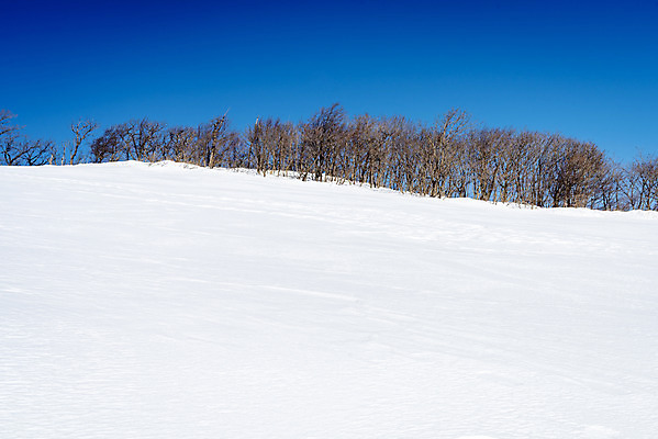 포토 JPG 주간 계절 겨울 산 사람없음 야외 설원 추위 흰색 눈 차가움 시원함 언덕 강원도 겨울산 대관령 눈내림 겨울풍경 국내포토 자연요소 컬러 날씨 한국 눈_날씨 풍경 파일형식