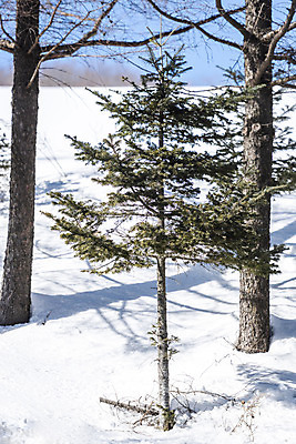 포토 JPG 주간 나무 계절 겨울 산 사람없음 야외 설원 추위 눈 차가움 시원함 강원도 겨울산 대관령 눈내림 겨울풍경 국내포토 자연요소 식물 날씨 한국 눈_날씨 풍경 파일형식