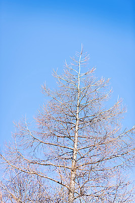 포토 JPG 주간 계절 로우앵글 겨울 산 사람없음 야외 추위 눈 차가움 시원함 강원도 겨울산 대관령 눈내림 겨울풍경 국내포토 자연요소 뷰포인트 날씨 한국 눈_날씨 풍경 파일형식
