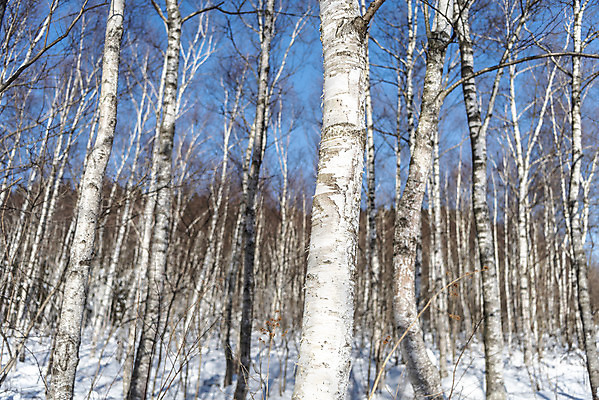 포토 JPG 주간 계절 겨울 산 사람없음 야외 추위 눈 차가움 숲 시원함 강원도 겨울산 자작나무 대관령 눈내림 겨울풍경 국내포토 자연요소 나무 날씨 한국 눈_날씨 풍경 파일형식