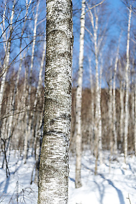 포토 JPG 주간 계절 겨울 산 사람없음 야외 추위 눈 차가움 숲 시원함 강원도 겨울산 자작나무 대관령 눈내림 겨울풍경 국내포토 자연요소 나무 날씨 한국 눈_날씨 풍경 파일형식