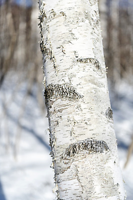 포토 JPG 주간 계절 로우앵글 겨울 산 근접촬영 사람없음 야외 추위 눈 차가움 숲 시원함 강원도 겨울산 자작나무 대관령 눈내림 겨울풍경 국내포토 자연요소 나무 뷰포인트 날씨 한국 눈_날씨 풍경 파일형식