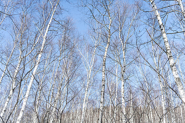 포토 JPG 주간 계절 겨울 산 사람없음 야외 추위 눈 차가움 숲 시원함 강원도 겨울산 자작나무 대관령 눈내림 겨울풍경 국내포토 자연요소 나무 날씨 한국 눈_날씨 풍경 파일형식
