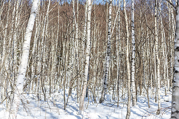 포토 JPG 주간 계절 겨울 산 사람없음 야외 추위 눈 차가움 숲 시원함 강원도 겨울산 자작나무 대관령 눈내림 겨울풍경 국내포토 자연요소 나무 날씨 한국 눈_날씨 풍경 파일형식