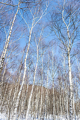 포토 JPG 주간 계절 겨울 산 사람없음 야외 추위 눈 차가움 숲 시원함 강원도 겨울산 자작나무 대관령 눈내림 겨울풍경 국내포토 자연요소 나무 날씨 한국 눈_날씨 풍경 파일형식