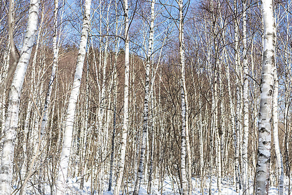 포토 JPG 주간 계절 겨울 산 사람없음 야외 추위 눈 차가움 숲 시원함 강원도 겨울산 자작나무 대관령 눈내림 겨울풍경 국내포토 자연요소 나무 날씨 한국 눈_날씨 풍경 파일형식