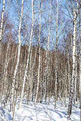 포토 JPG 주간 계절 겨울 산 사람없음 야외 추위 눈 차가움 숲 시원함 강원도 겨울산 자작나무 대관령 눈내림 겨울풍경 국내포토 자연요소 나무 날씨 한국 눈_날씨 풍경 파일형식