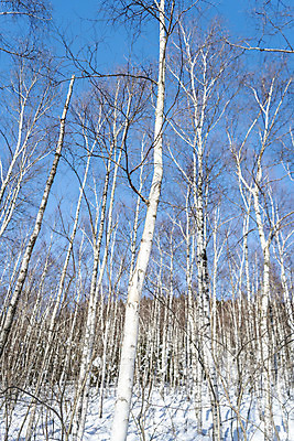 포토 JPG 주간 계절 겨울 산 사람없음 야외 추위 눈 차가움 숲 시원함 강원도 겨울산 자작나무 대관령 눈내림 겨울풍경 국내포토 자연요소 나무 날씨 한국 눈_날씨 풍경 파일형식