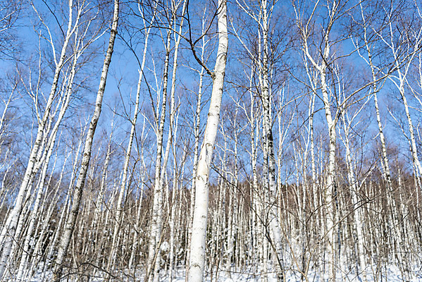 포토 JPG 주간 계절 겨울 산 사람없음 야외 추위 눈 차가움 숲 시원함 강원도 겨울산 자작나무 대관령 눈내림 겨울풍경 국내포토 자연요소 나무 날씨 한국 눈_날씨 풍경 파일형식