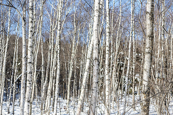 포토 JPG 주간 계절 겨울 산 사람없음 야외 추위 눈 차가움 숲 시원함 강원도 겨울산 자작나무 대관령 눈내림 겨울풍경 국내포토 자연요소 나무 날씨 한국 눈_날씨 풍경 파일형식