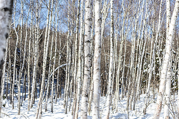 포토 JPG 주간 계절 겨울 산 사람없음 야외 추위 눈 차가움 숲 시원함 강원도 겨울산 자작나무 대관령 눈내림 겨울풍경 국내포토 자연요소 나무 날씨 한국 눈_날씨 풍경 파일형식