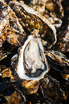 포토 JPG 바다 어패류 근접촬영 사람없음 야외 굴 경상남도 특산물 양식장 통영 남해 통영굴 국내포토 동물 뷰포인트 경상도 시설 특산품 파일형식