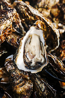 포토 JPG 바다 어패류 근접촬영 사람없음 야외 굴 경상남도 특산물 양식장 통영 남해 통영굴 국내포토 동물 뷰포인트 경상도 시설 특산품 파일형식