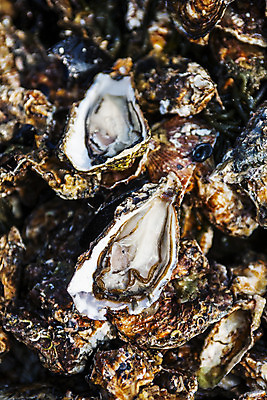 포토 JPG 바다 어패류 근접촬영 사람없음 야외 굴 경상남도 특산물 양식장 통영 남해 통영굴 국내포토 동물 뷰포인트 경상도 시설 특산품 파일형식