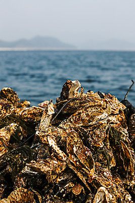 포토 JPG 바다 어패류 사람없음 야외 아웃포커스 껍질 굴 경상남도 특산물 양식장 통영 남해 통영굴 국내포토 동물 촬영기법 경상도 시설 특산품 파일형식