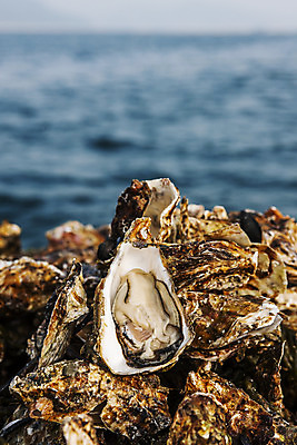 포토 JPG 바다 어패류 근접촬영 사람없음 야외 굴 경상남도 특산물 양식장 통영 남해 통영굴 국내포토 동물 뷰포인트 경상도 시설 특산품 파일형식