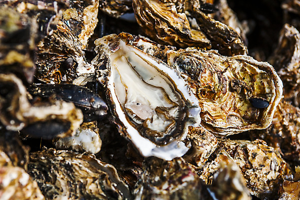 포토 JPG 바다 어패류 근접촬영 사람없음 야외 굴 경상남도 특산물 양식장 통영 남해 통영굴 국내포토 동물 뷰포인트 경상도 시설 특산품 파일형식