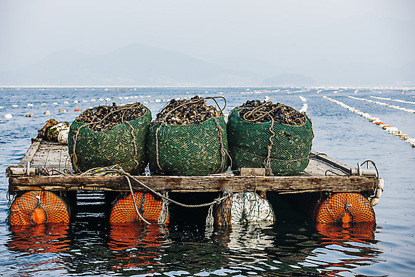 포토 JPG 바다 어패류 사람없음 야외 굴 경상남도 특산물 양식장 통영 남해 통영굴 국내포토 동물 경상도 시설 특산품 파일형식