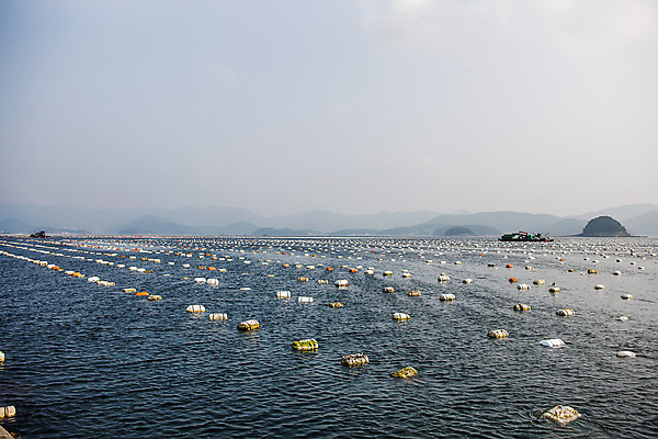 포토 JPG 바다 어패류 사람없음 야외 굴 경상남도 양식장 부표 통영 남해 국내포토 동물 경상도 시설 파일형식