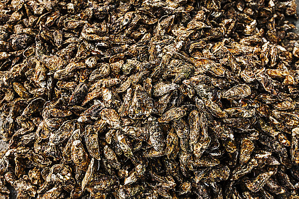 포토 JPG 바다 어패류 사람없음 야외 껍질 굴 경상남도 특산물 양식장 통영 남해 통영굴 국내포토 동물 경상도 시설 특산품 파일형식