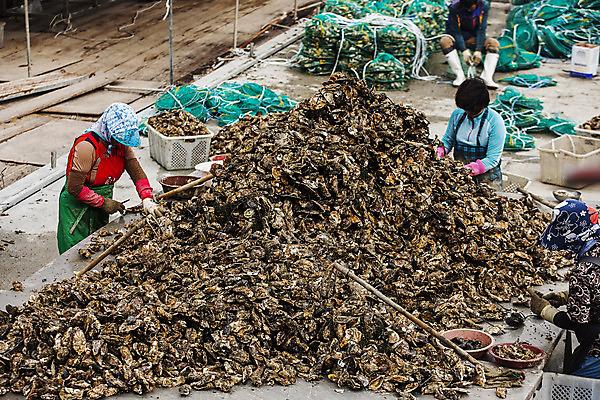포토 JPG 여자 어패류 사람 여러명 야외 한국인 껍질 굴 경상남도 특산물 양식장 통영 남해 무더기 여자만 통영굴 국내포토 동물 바다 다수 동양인 경상도 시설 특산품 파일형식