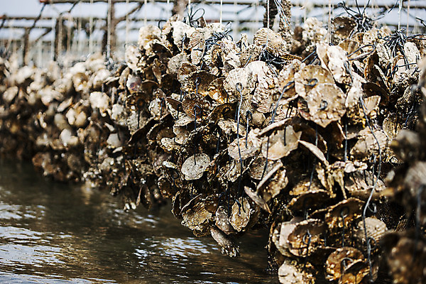 포토 JPG 바다 어패류 사람없음 야외 굴 경상남도 특산물 양식장 통영 남해 통영굴 국내포토 동물 경상도 시설 특산품 파일형식