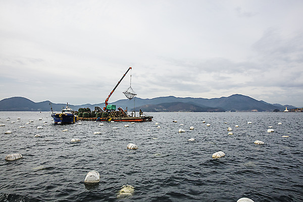 포토 JPG 바다 어패류 사람없음 야외 굴 어선 경상남도 양식장 부표 통영 남해 국내포토 동물 배_교통 경상도 시설 파일형식