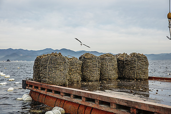 포토 JPG 바다 조류 어패류 사람없음 야외 굴 어선 경상남도 특산물 양식장 부표 통영 남해 통영굴 국내포토 동물 배_교통 경상도 시설 특산품 파일형식