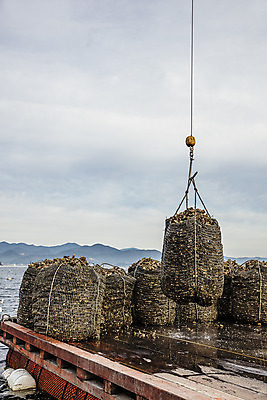 포토 JPG 바다 어패류 사람없음 야외 굴 어선 경상남도 특산물 양식장 통영 남해 통영굴 국내포토 동물 배_교통 경상도 시설 특산품 파일형식