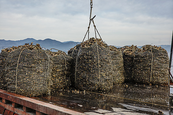 포토 JPG 바다 어패류 사람없음 야외 굴 어선 경상남도 특산물 양식장 통영 남해 통영굴 국내포토 동물 배_교통 경상도 시설 특산품 파일형식