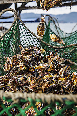 포토 JPG 바다 어패류 사람없음 야외 굴 경상남도 특산물 양식장 통영 남해 통영굴 국내포토 동물 경상도 시설 특산품 파일형식
