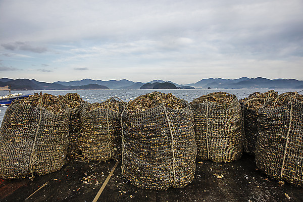 포토 JPG 바다 어패류 사람없음 야외 굴 경상남도 특산물 양식장 통영 남해 통영굴 국내포토 동물 경상도 시설 특산품 파일형식