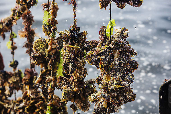 포토 JPG 바다 어패류 사람없음 야외 굴 경상남도 특산물 양식장 통영 남해 통영굴 국내포토 동물 경상도 시설 특산품 파일형식