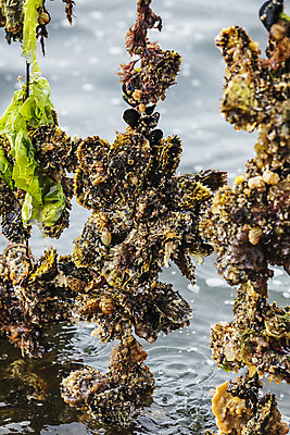 포토 JPG 바다 어패류 사람없음 야외 굴 경상남도 특산물 양식장 통영 남해 통영굴 국내포토 동물 경상도 시설 특산품 파일형식