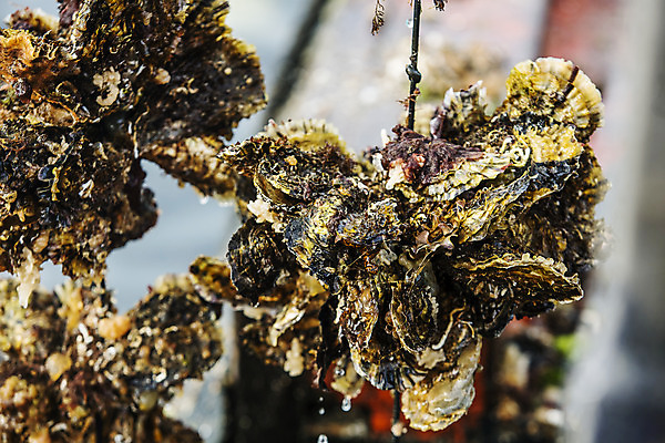 포토 JPG 바다 어패류 근접촬영 사람없음 야외 굴 경상남도 특산물 양식장 통영 남해 통영굴 국내포토 동물 뷰포인트 경상도 시설 특산품 파일형식