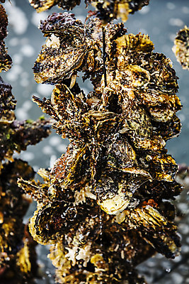 포토 JPG 바다 어패류 사람없음 야외 굴 경상남도 특산물 양식장 통영 남해 통영굴 국내포토 동물 경상도 시설 특산품 파일형식