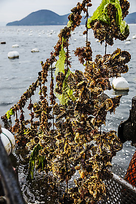 포토 JPG 바다 어패류 사람없음 야외 굴 경상남도 특산물 양식장 부표 통영 남해 통영굴 국내포토 동물 경상도 시설 특산품 파일형식