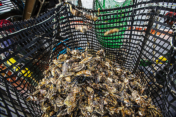 포토 JPG 바다 어패류 사람없음 야외 굴 그물 경상남도 특산물 양식장 통영 남해 통영굴 국내포토 동물 경상도 시설 특산품 파일형식