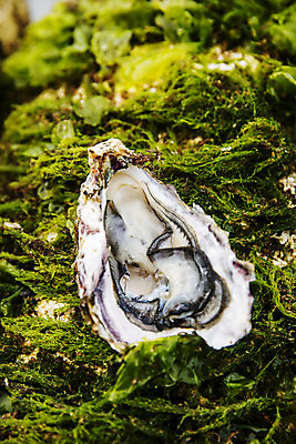 포토 JPG 어패류 근접촬영 사람없음 야외 굴 경상남도 특산물 양식장 통영 남해 통영굴 국내포토 동물 바다 뷰포인트 경상도 시설 특산품 파일형식