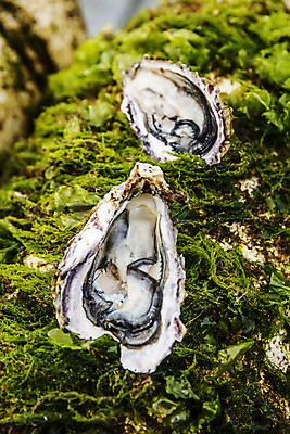 포토 JPG 어패류 근접촬영 사람없음 야외 굴 경상남도 특산물 양식장 통영 남해 통영굴 국내포토 동물 바다 뷰포인트 경상도 시설 특산품 파일형식