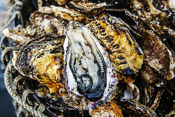 포토 JPG 어패류 근접촬영 사람없음 야외 껍질 굴 경상남도 특산물 양식장 통영 남해 통영굴 국내포토 동물 바다 뷰포인트 경상도 시설 특산품 파일형식