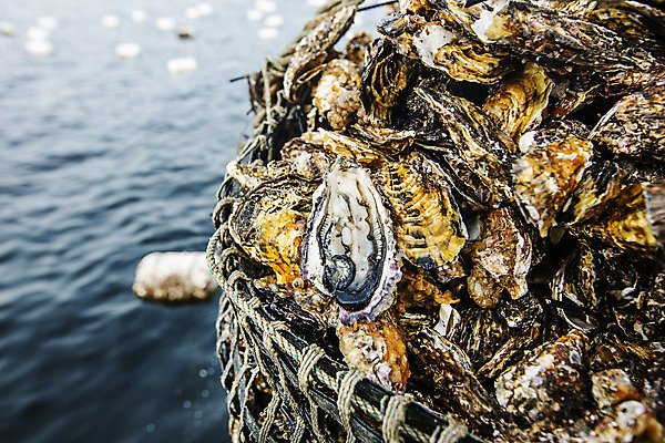 포토 JPG 바다 어패류 사람없음 야외 굴 경상남도 특산물 양식장 통영 남해 통영굴 국내포토 동물 경상도 시설 특산품 파일형식