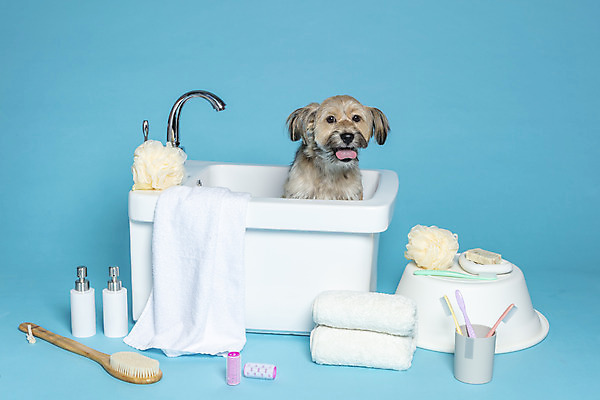 포토 JPG 스튜디오촬영 한마리 반려견 컨셉 가족 물놀이 욕조 실내 사람없음 반려동물 수건 위생용품 장난감 목욕 강아지 칫솔 오브젝트 파란배경 샴푸 잡종 반려 샤워솔 믹스견 국내포토 동물 1 생활용품 백그라운드 관계 놀이 내부 파란색 청결 개 송 파일형식