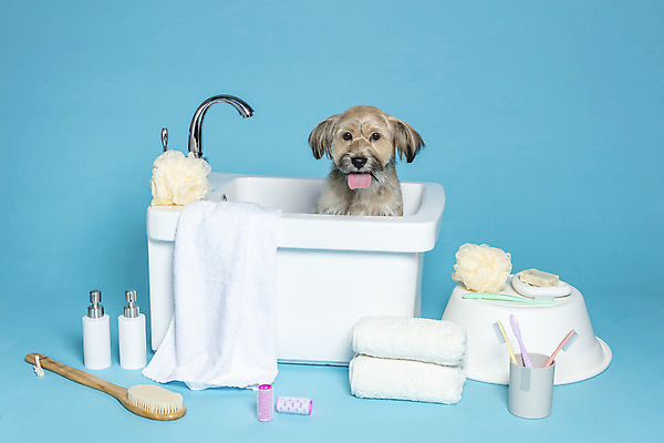 포토 JPG 스튜디오촬영 한마리 반려견 컨셉 가족 물놀이 욕조 실내 사람없음 반려동물 수건 위생용품 장난감 목욕 강아지 칫솔 오브젝트 파란배경 샴푸 잡종 반려 샤워솔 믹스견 국내포토 동물 1 생활용품 백그라운드 관계 놀이 내부 파란색 청결 개 송 파일형식