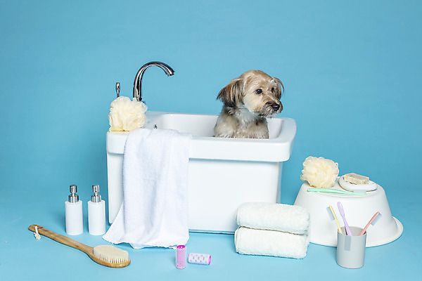 포토 JPG 스튜디오촬영 한마리 반려견 컨셉 가족 물놀이 욕조 실내 사람없음 반려동물 수건 위생용품 장난감 목욕 강아지 칫솔 오브젝트 파란배경 샴푸 잡종 반려 샤워솔 믹스견 국내포토 동물 1 생활용품 백그라운드 관계 놀이 내부 파란색 청결 개 송 파일형식