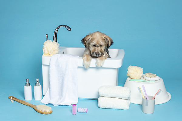 포토 JPG 스튜디오촬영 한마리 반려견 컨셉 가족 물놀이 욕조 실내 사람없음 반려동물 수건 위생용품 장난감 목욕 강아지 칫솔 오브젝트 파란배경 샴푸 잡종 반려 샤워솔 믹스견 국내포토 동물 1 생활용품 백그라운드 관계 놀이 내부 파란색 청결 개 송 파일형식