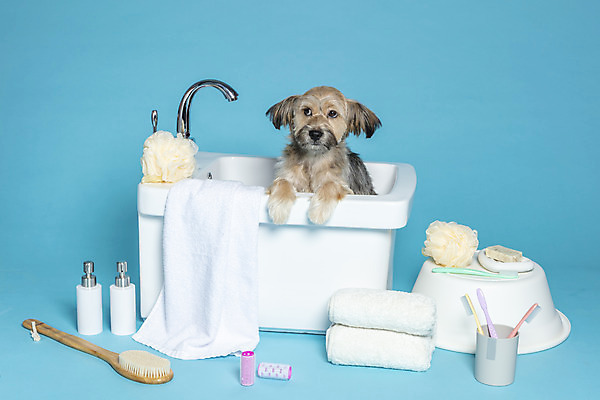 포토 JPG 스튜디오촬영 한마리 반려견 컨셉 가족 물놀이 욕조 실내 사람없음 반려동물 수건 위생용품 장난감 목욕 강아지 칫솔 오브젝트 파란배경 샴푸 잡종 반려 샤워솔 믹스견 국내포토 동물 1 생활용품 백그라운드 관계 놀이 내부 파란색 청결 개 송 파일형식