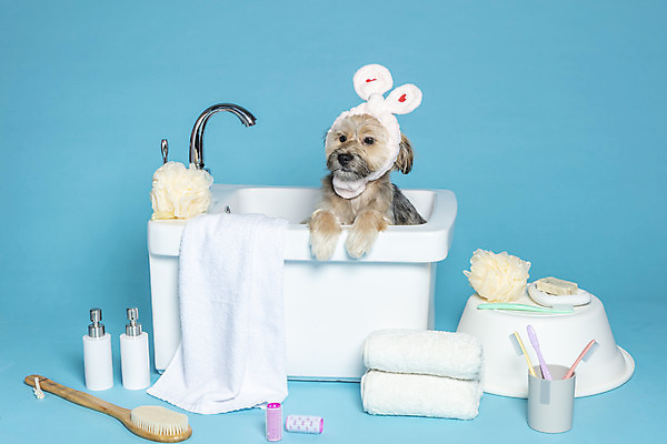 포토 JPG 스튜디오촬영 한마리 반려견 컨셉 가족 물놀이 욕조 실내 사람없음 반려동물 수건 위생용품 장난감 목욕 머리띠 강아지 칫솔 오브젝트 파란배경 샴푸 잡종 반려 샤워솔 믹스견 국내포토 동물 1 생활용품 백그라운드 장신구 관계 놀이 내부 파란색 청결 개 송 파일형식